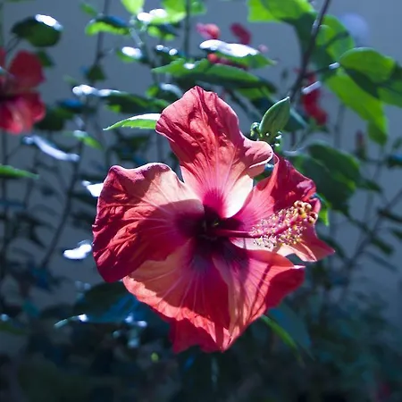 Sobe Andreis Affittacamere Vela Luka