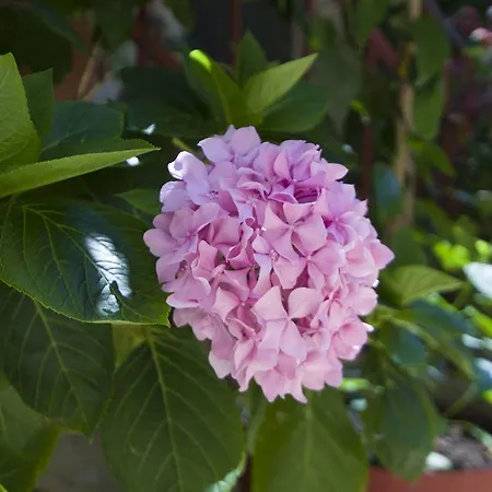 Sobe Andreis 3* Vela Luka