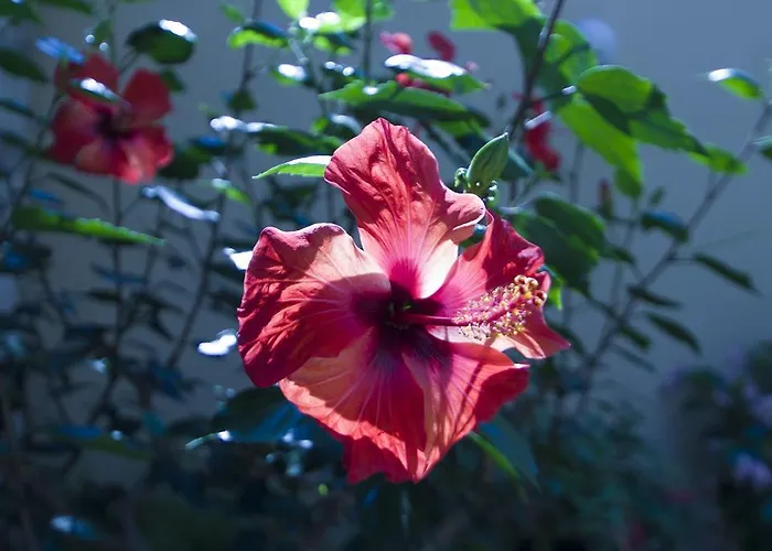 Sobe Andreis Guest house Vela Luka